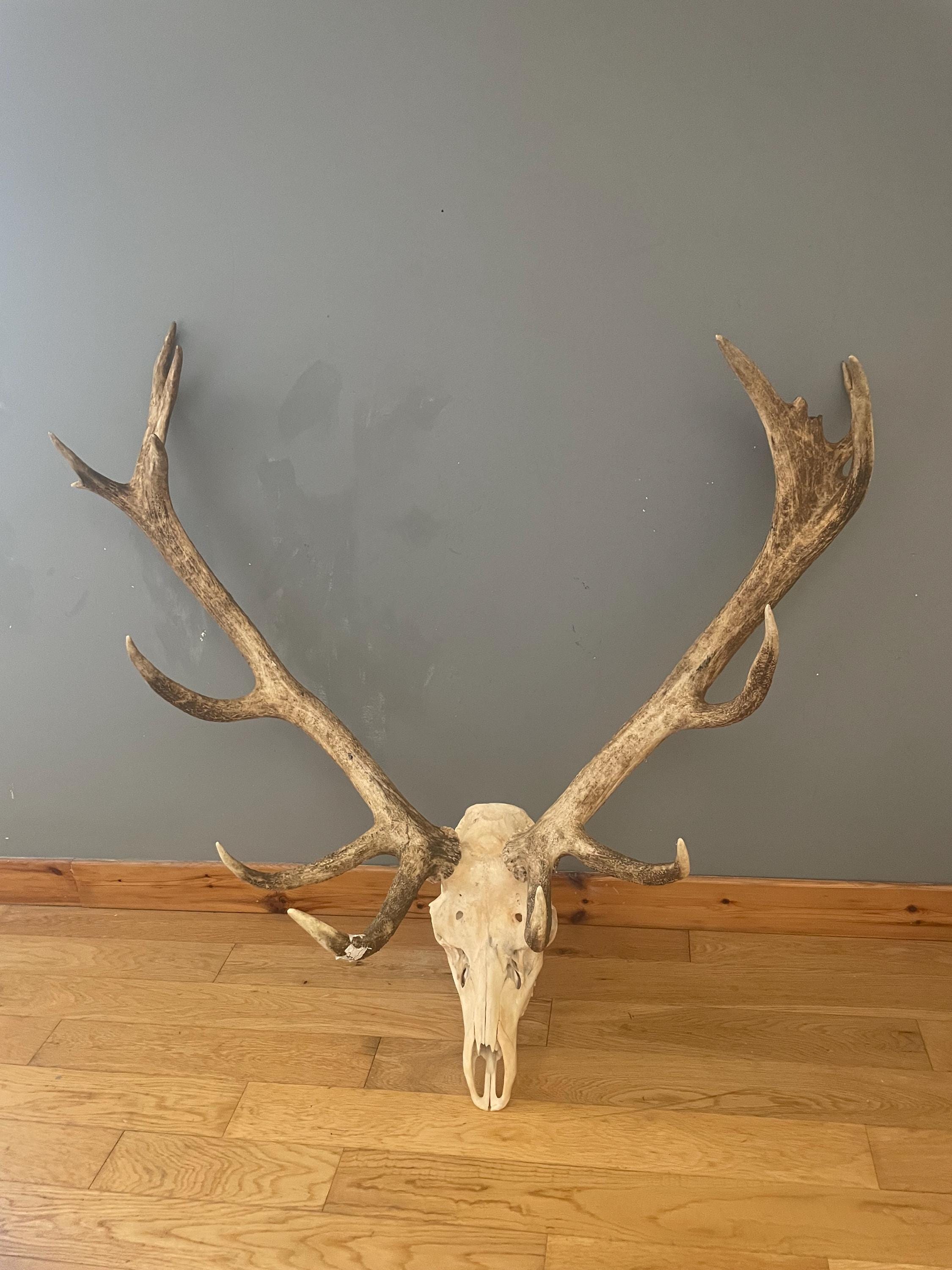 【大型 鹿角 一本角】箆鹿 ヘラジカ 鹿の角 天然角 アンティーク 916g 大型 鹿角 一本角】箆鹿 ヘラジカ 鹿の角 天然角 アンティーク