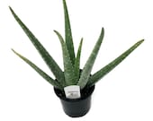 FlowerPotNursery Aloe Vera Plant (Medicinal) 4 quot Pot
