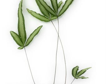 Vivero de macetas Helecho cretense abigarrado Pteris cretica Albo-lineata Maceta de 4"