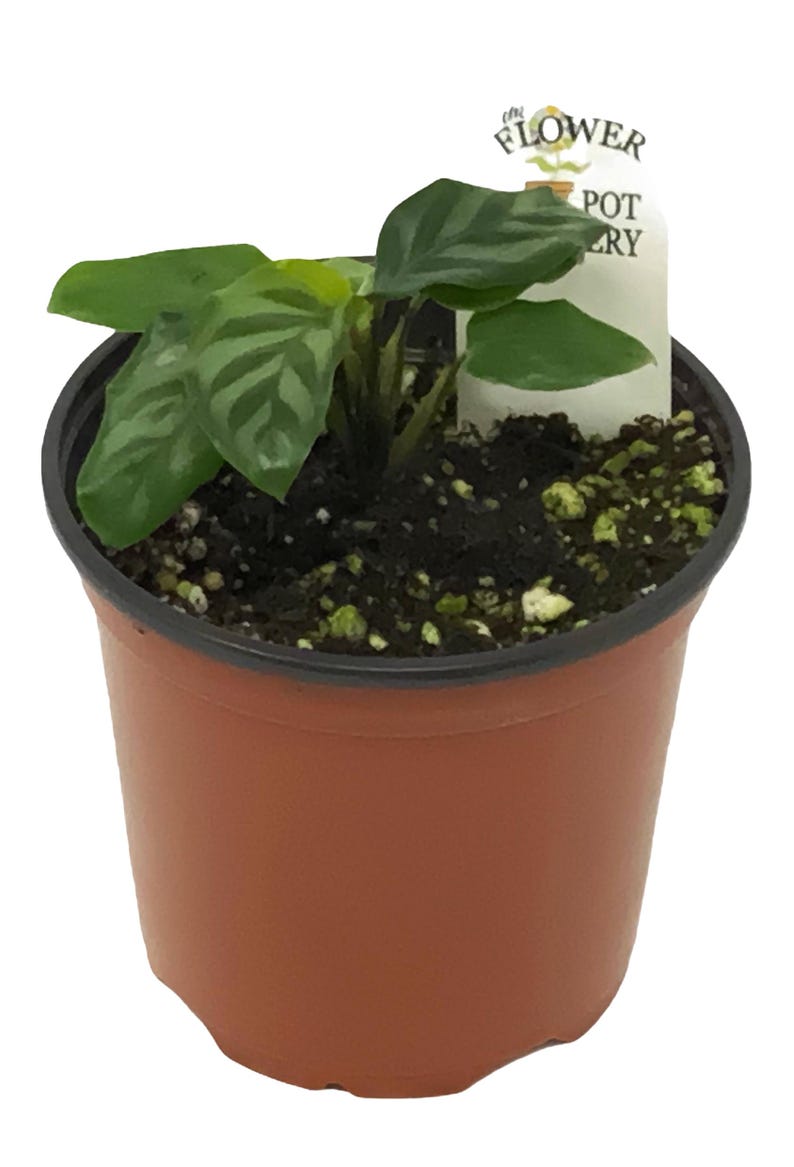 The Flower Pot Nursery Calathea Freddie - Thumbnail 2