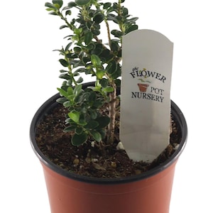 FlowerPotNursery Sky Pencil Japanese Holly Ilex crenata Sky Pencil 4" Pot
