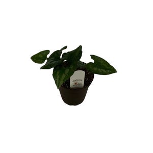 FlowerPotNursery Chinese Wild Ginger Asarum splendens QuickSilver 4" Pot