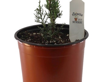 FlowerPotNursery Italian Cypress Cupressus sempervirens 1 Gallon Pot