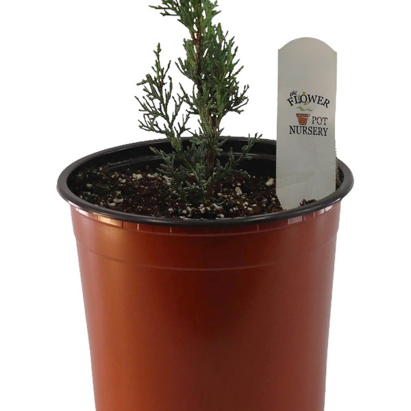 FlowerPotNursery Italian Cypress Cupressus sempervirens 1 Gallon Pot