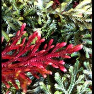 FlowerPotNursery Ruby Red Spikemoss Selaginella erythropus Sanguinea 4" Pot