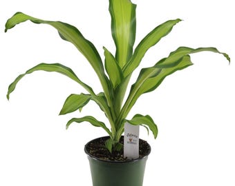 elefantenfuß preis Elefantenfuß - Beaucarnea recurvata main image 1