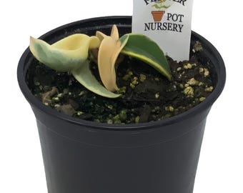 FlowerPotNursery Variegated Hindu Rope Hoya carnosa Compacta Variegata 4" Pot