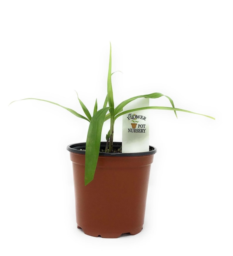 TheFlowerPotNursery Chinese Ground Orchid - Thumbnail 3