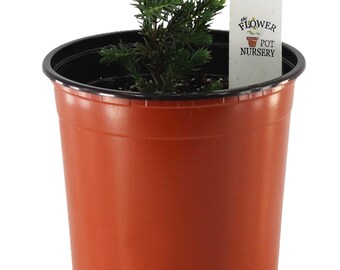 FlowerPotNursery Blue Pacific Juniper Juniperus conferta Blue P. 1 Gallon Pot