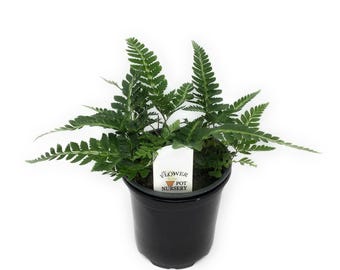 FlowerPotNursery East Indian Holly Fern Arachniodes simplicior Variegata 4" Pot