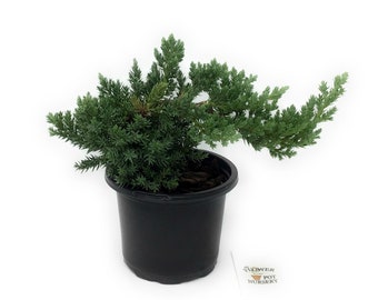 FlowerPotNursery Dwarf Japanese Bonsai Juniper Juniperus procumbens Nana 4" Pot