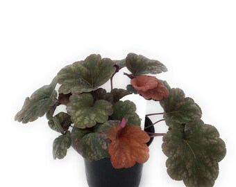 FlowerPotNursery Amber Lady Heuchera Heuchera sp. Amber Lady 4" Pot