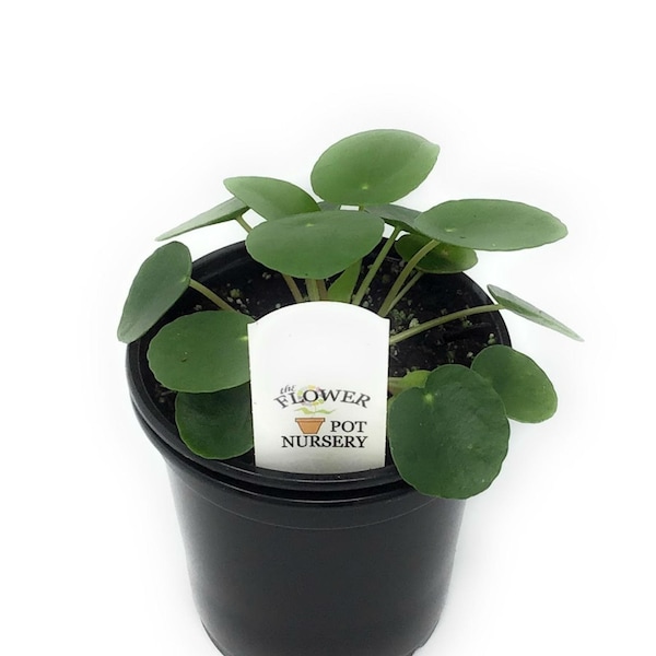 FlowerPotNursery Chinese Money Plant UFO Plant Pilea peperomioides 4" Pot