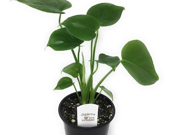 FlowerPotNursery Swiss Cheese Plant Monstera deliciosa 4&quot; Pot
