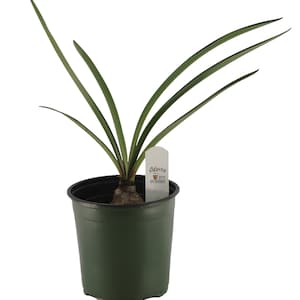 FlowerPotNursery Assorted Amaryllis spp. Assorted Colors Pink Red 1 Gallon Pot