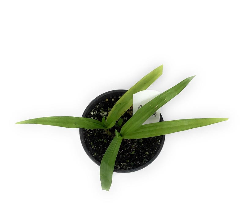 TheFlowerPotNursery Chinese Ground Orchid