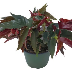 FlowerPotNursery Angel Wing Torch Red Begonia Begonia sp. Torch Red 6" Pot