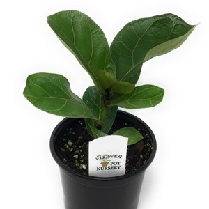 FlowerPotNursery Dwarf Fiddle Leaf Fig Ficus lyrata Bambino 4” Pot