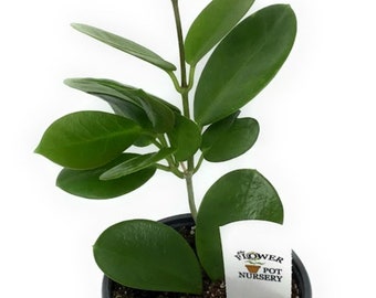 FlowerPotNursery Waxvine Waxflower Hoya australis 4” Pot