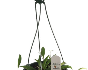 FlowerPotNursery Green Wayetii Hoya Hoya wayetii Green 6" Hanging Basket