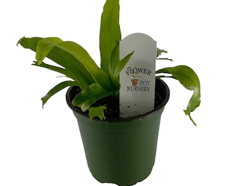 FlowerPotNursery Crissie Bird's Nest Fern Asplenium antiquum Crissie 4" Pot