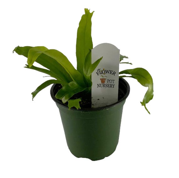 Crissie Japanese Bird's Nest Fern - 4" Pot - Asplenium antiquum