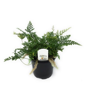 FlowerPotNursery White Rabbit's Foot Fern Davallia (Humata) tyermannii 4" Pot