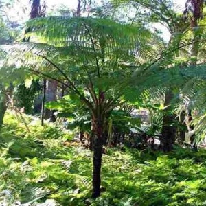 Australian tree fern - Cyathea cooperi - 4” Pot