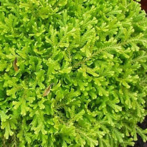 Golden Spikemoss -Selaginella kraussiana ‘Aurea’ - 4” Pot