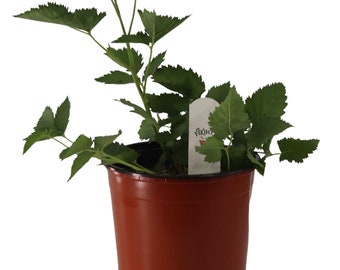 FlowerPotNursery Prime-Ark® Traveler Thornless Blackberry Rubus sp. 1 Gallon