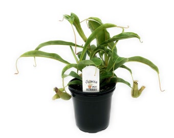 FlowerPotNursery Pitcher Plant Alata Nepenthes alata 4" Pot