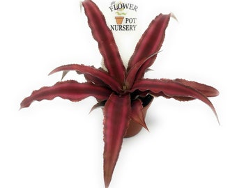 FlowerPotNursery Earth Star Bromeliad Hot Pink Cryptanthus bivittatus 2" Pot