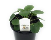 FlowerPotNursery Chinese Money Plant UFO Plant Pilea peperomioides 4 quot Pot