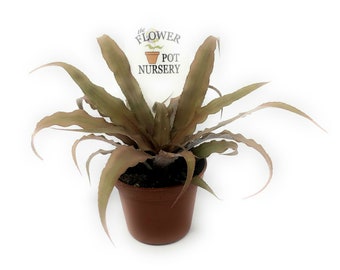 FlowerPotNursery Earth Star Bromeliad Red Cryptanthus bivittatus 2" Pot