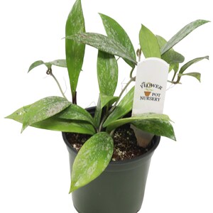 FlowerPotNursery Pubicalyx Hoya Hoya pubicalyx Speckled 4" Pot image 4