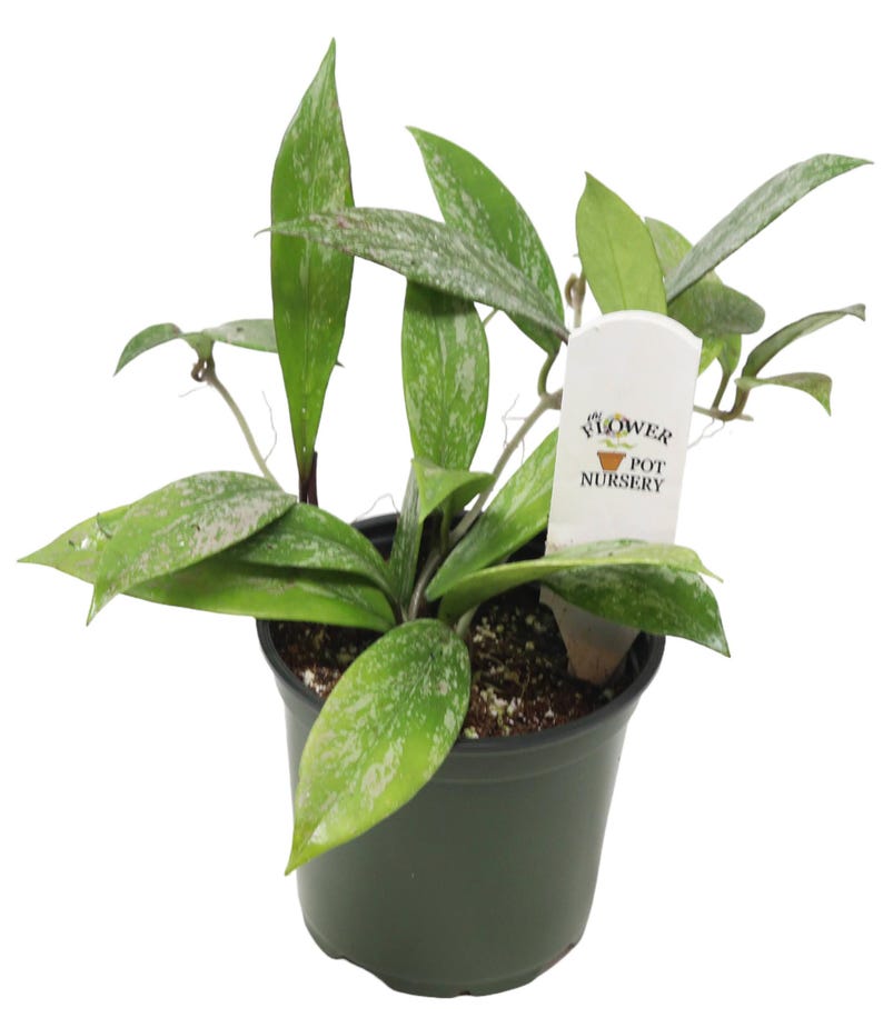 FlowerPotNursery Pubicalyx Hoya Hoya pubicalyx Speckled 4" Pot image 4