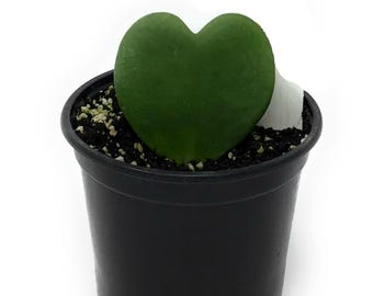 FlowerPotNursery Heart Hoya Kerrii Green Hoya kerrii Green 4&quot; Pot