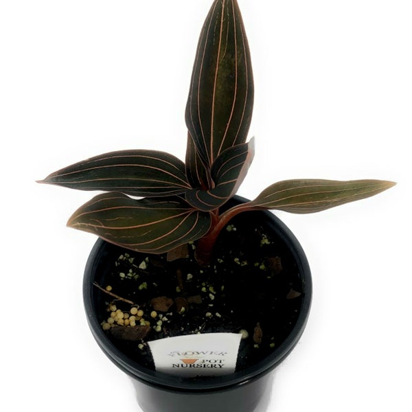 FlowerPotNursery Black Jewel Orchid Ludisia discolor 4" Pot