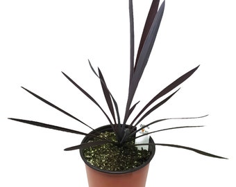 FlowerPotNursery Cordyline Red Star Cordyline australis Red Star 1 Gallon Pot