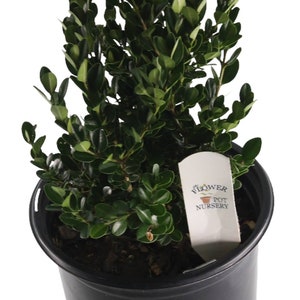 FlowerPotNursery Wintergreen Boxwood Buxus sinica Insularis Wintergre. 1 Gallon