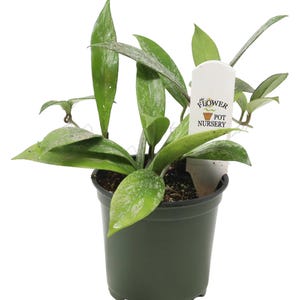 FlowerPotNursery Pubicalyx Hoya Hoya pubicalyx Speckled 4" Pot image 1