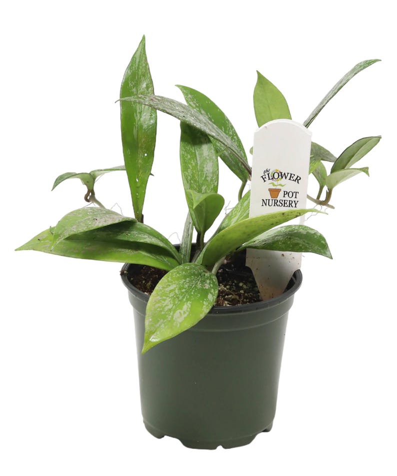 FlowerPotNursery Pubicalyx Hoya Hoya pubicalyx Speckled 4" Pot image 1