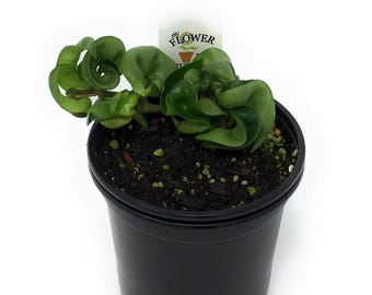 FlowerPotNursery Hindu Rope Hoya Wax Plant Hoya carnosa Hindu Rope 4&quot; Pot