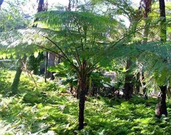 Australian tree fern - Cyathea cooperi - 4” Pot