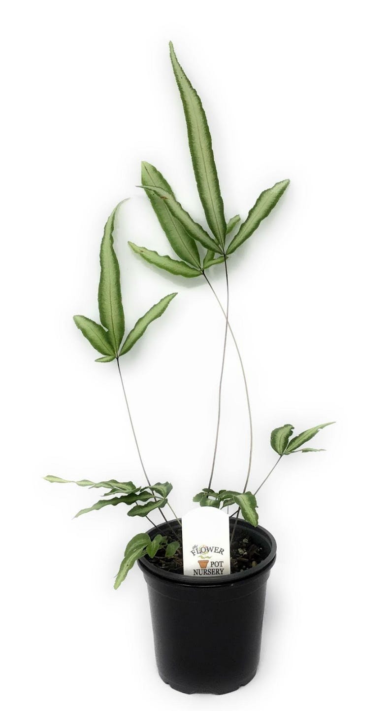 The Flower Pot Nursery Cretan Brake Fern - Thumbnail 2