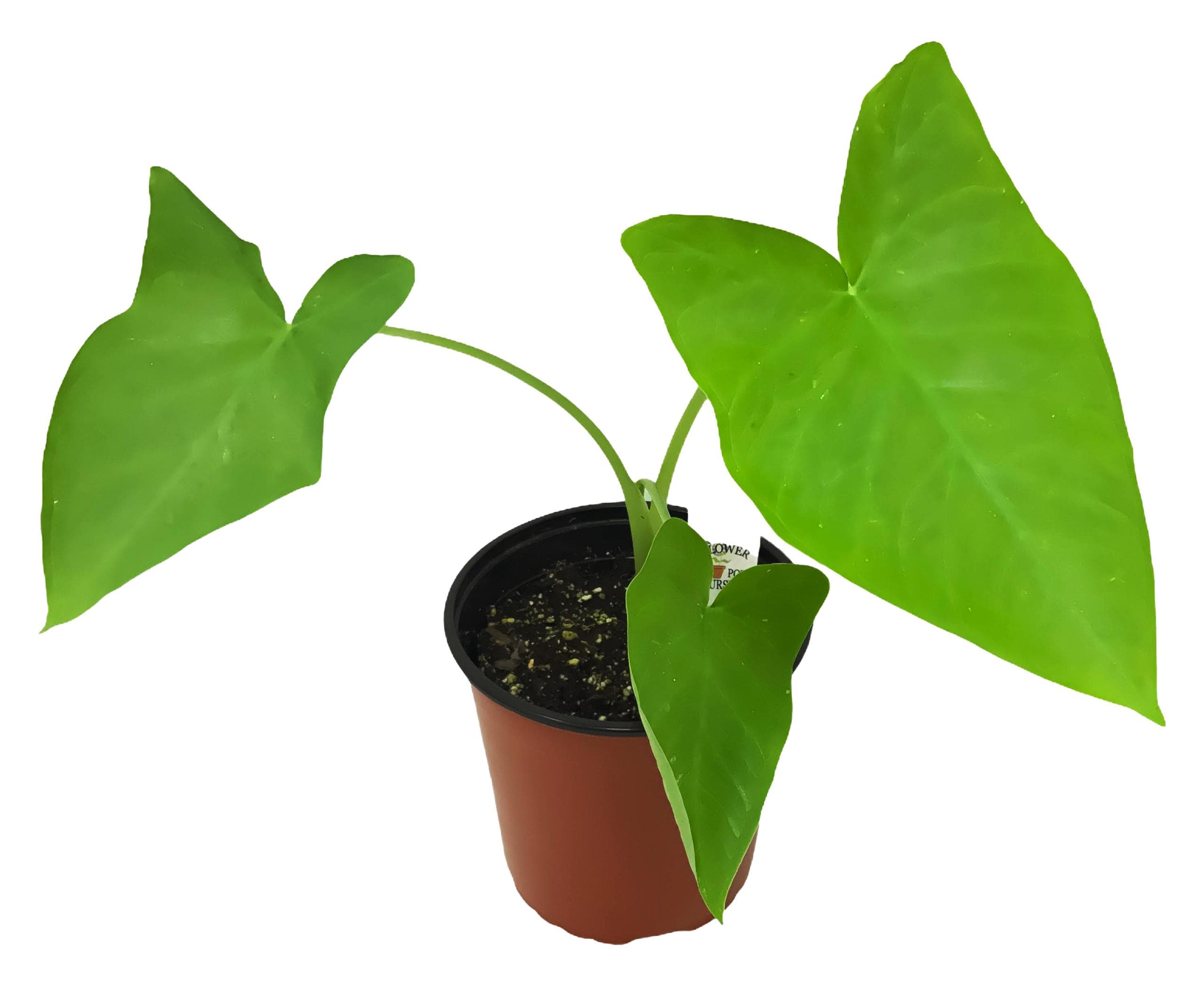 Philodendron Sagittifolium. - Etsy