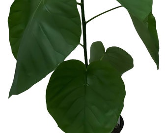 FlowerPotNursery Umbellata Ficus Ficus umbellata 1 Gallon Pot