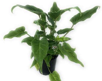 FlowerPotNursery Philodendron xanadu Philodendron xanadu 4” Pot