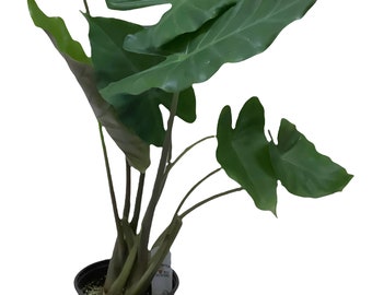 FlowerPotNursery Alocasia Kuching Mask Elephant Ear 1 Gallon Pot