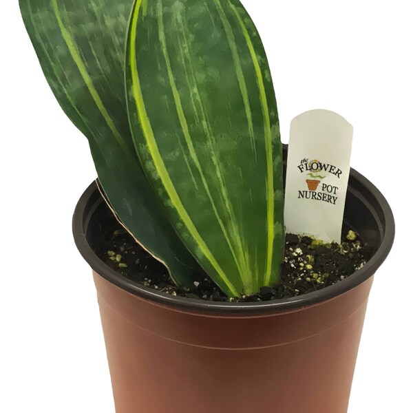 FlowerPotNursery Variegated Whale Tail Sansevieria masoniana variegata 1 Gallon